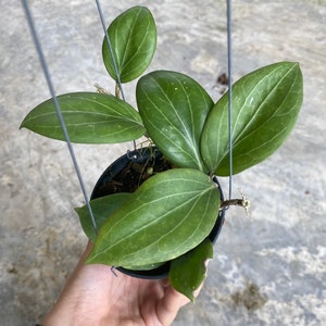 Hoya Hellwingiana