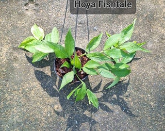 Hoya Fishtale
