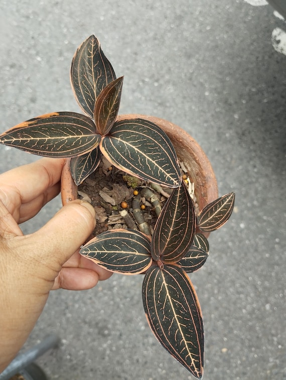 Ludisia Discolor / Jewel Orchid Variegated - Etsy Denmark