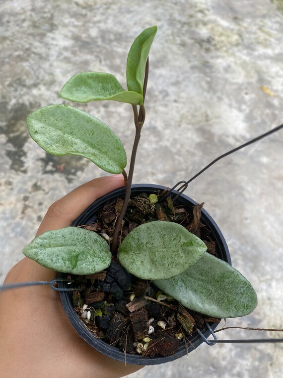 Super Rare-Hoya Grey Ghost - Etsy