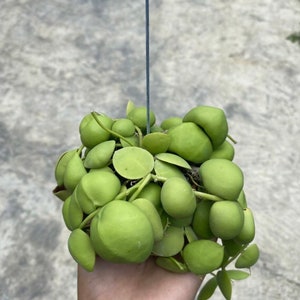 Dischidia pectinoides