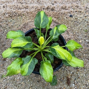 Philodendron Xanadu Variegated