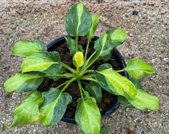 Philodendron Xanadu Variegated