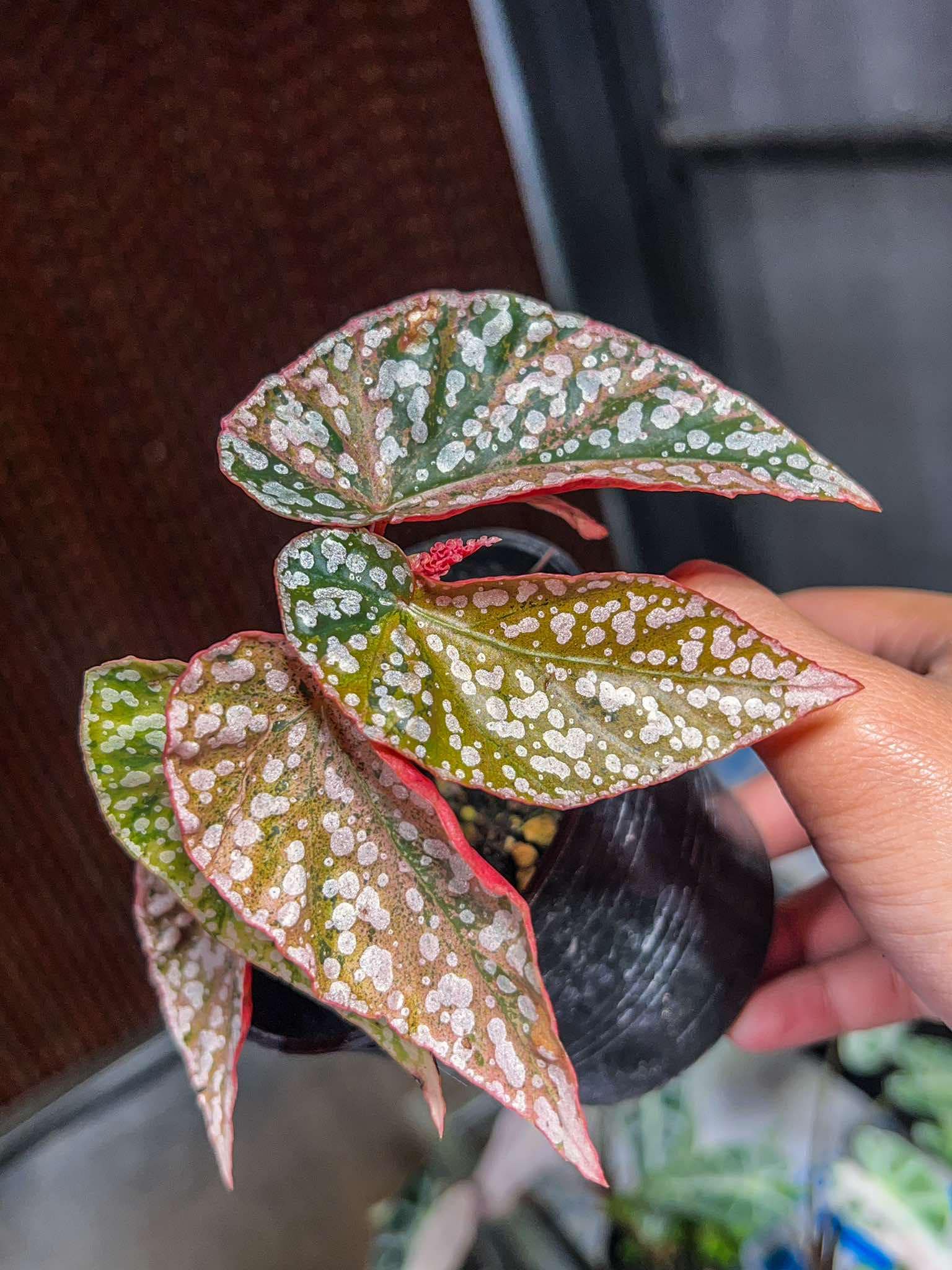 ベゴニア スノーキャップ 斑入り - Nurseryplants による制作 ベゴニア スノーキャップ 斑入り - Nurseryplants による制作
