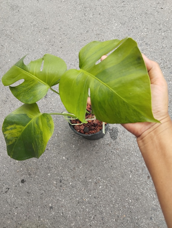 Monstera Green on Green Variegated - Etsy
