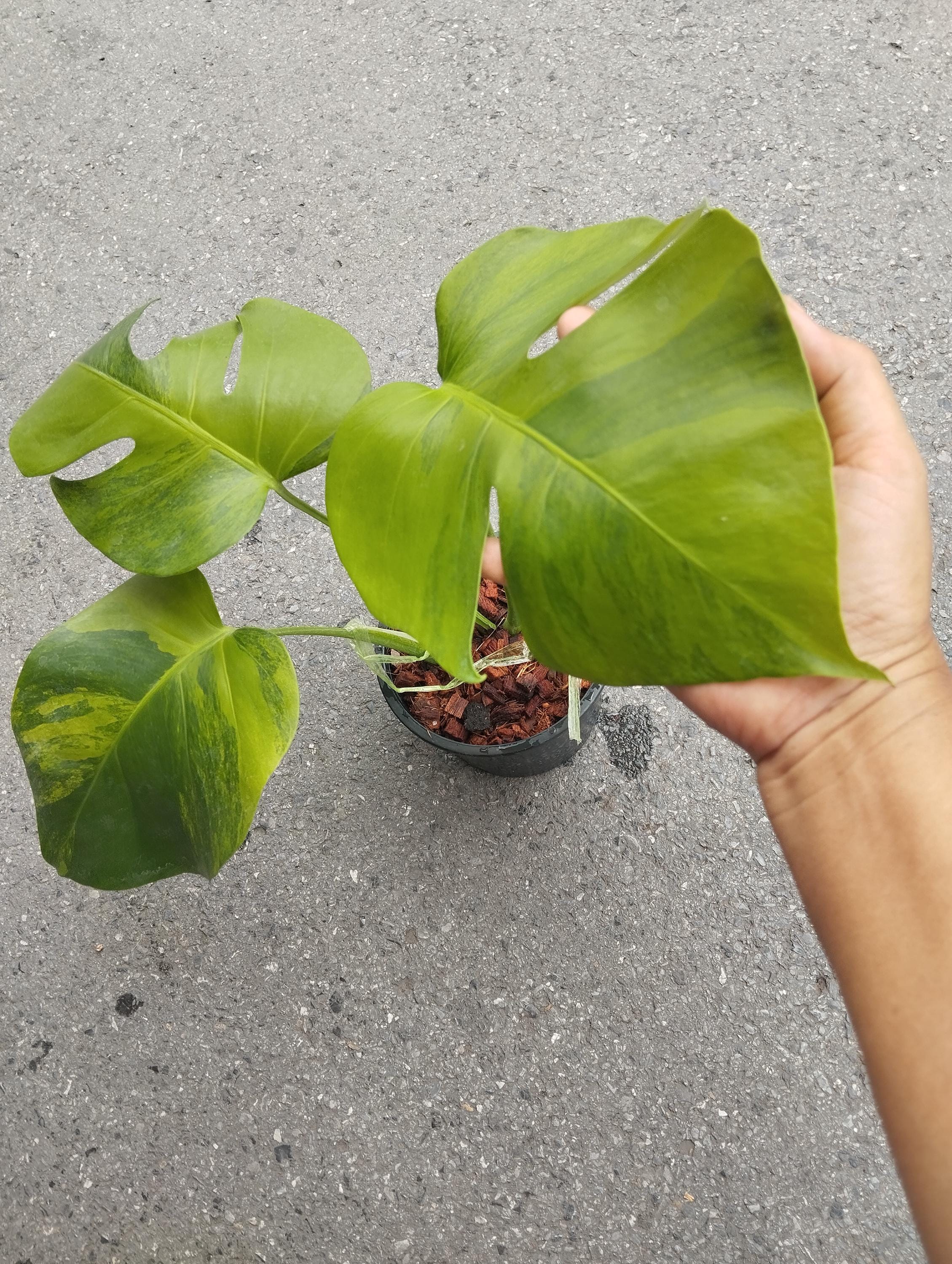 Monstera Green on Green Variegated - Etsy
