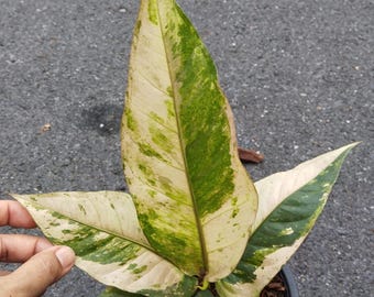 Anthurium Renaissance Variegation. Hybrid Seedling Size 3-5