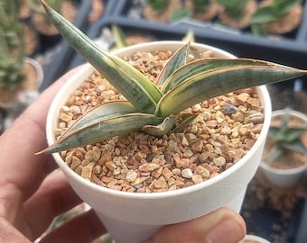 Sansevieria Lavranos 1970 Silver Clone Variegated (S) - Etsy