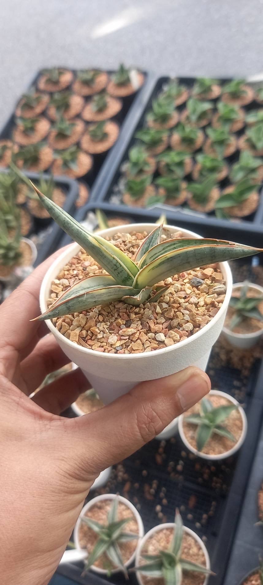 Sansevieria Lavranos 1970 Silver Clone Variegated (S) - Etsy