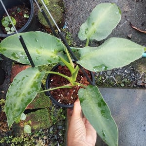 Philodendron rugosum - Etsy 日本