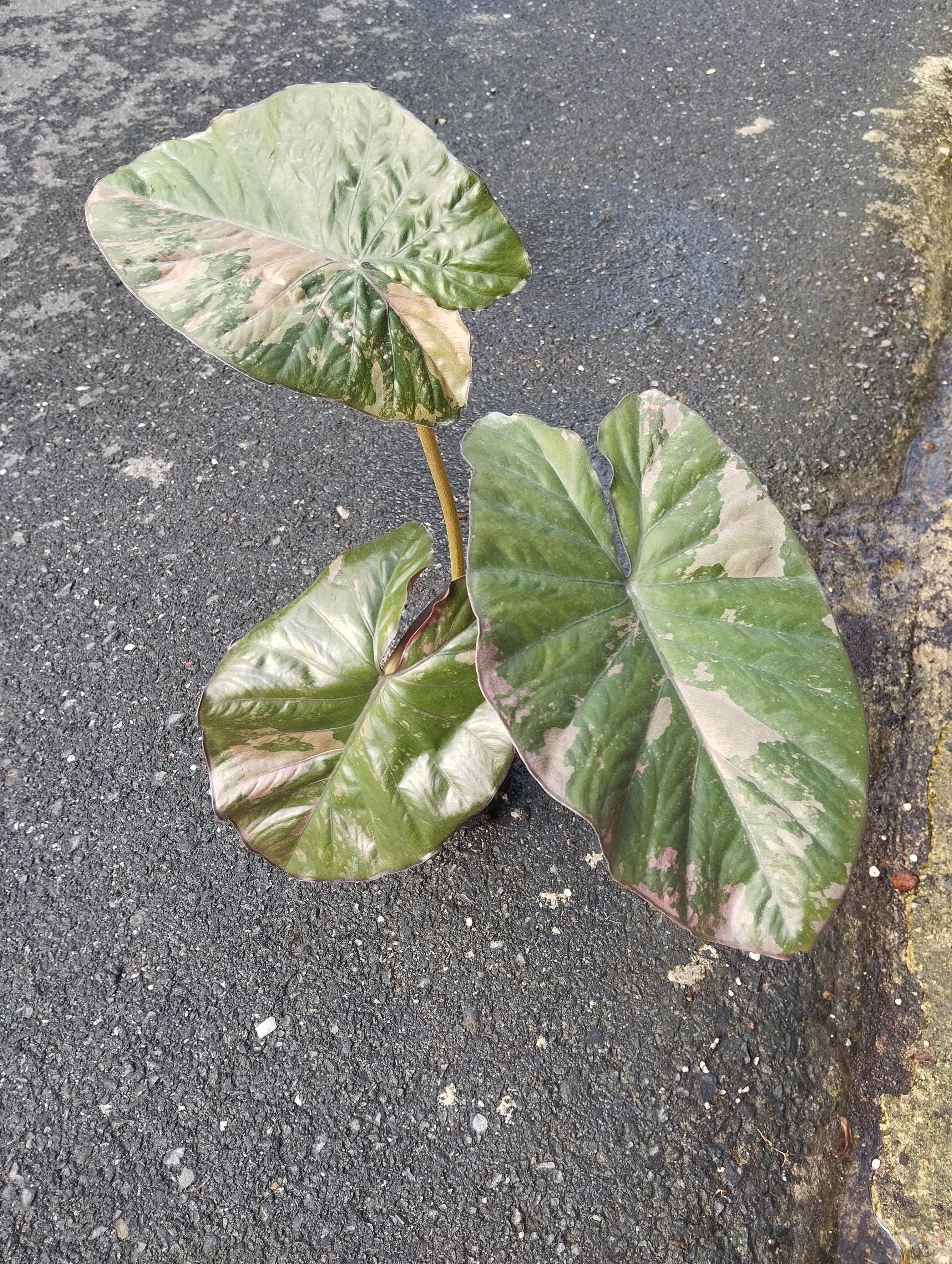 Alocasia Serendipity Variegated - Etsy