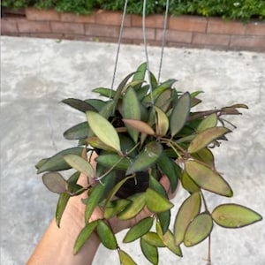 Hoi Rosita