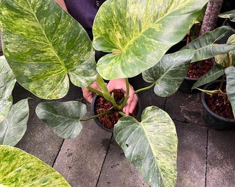 plante philodendron 4