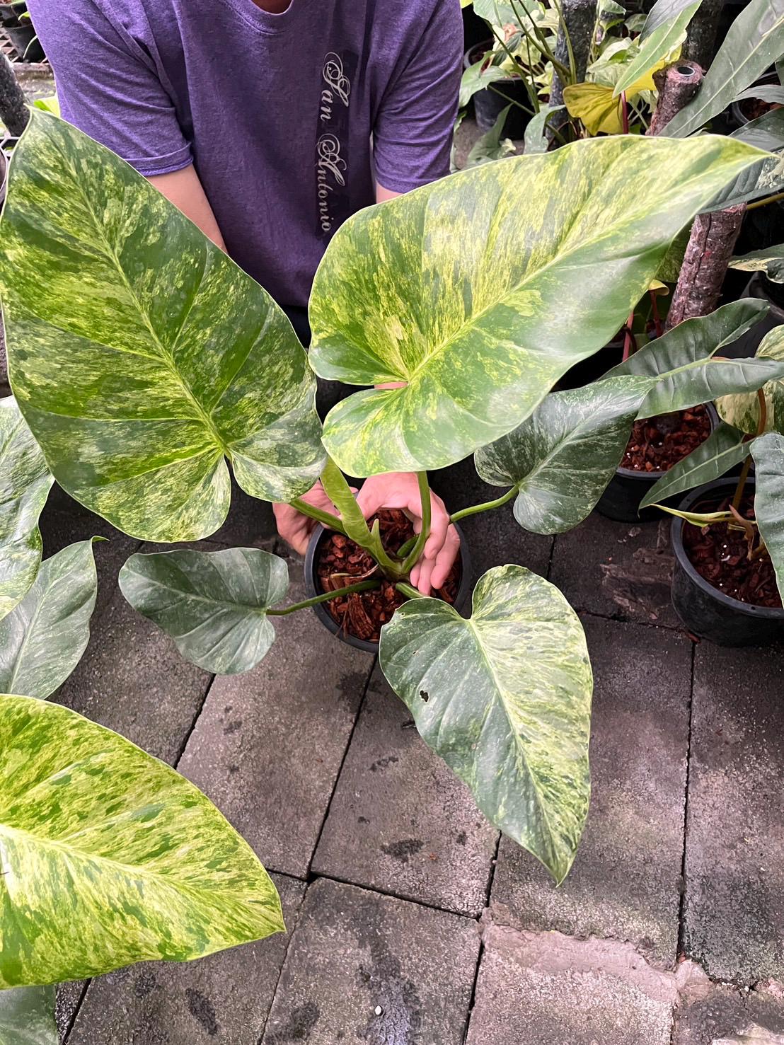 philodendron bipinnatifidum selloum Philodendron Selloum (Philodendron Bipinnatifidum) – Plantology USA