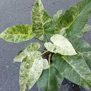 Philodendron warscewiczii - Etsy 日本