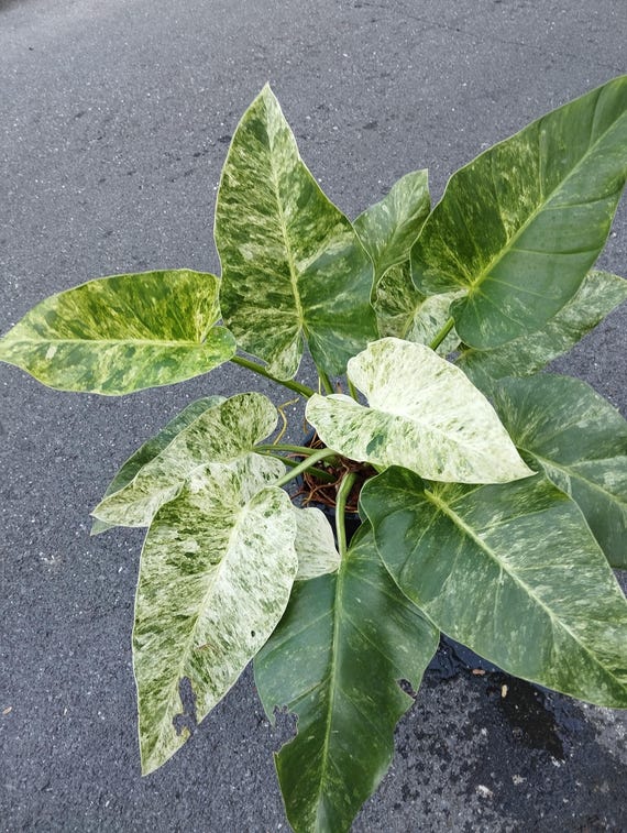 Philodendron Giganteum Variegated - Etsy