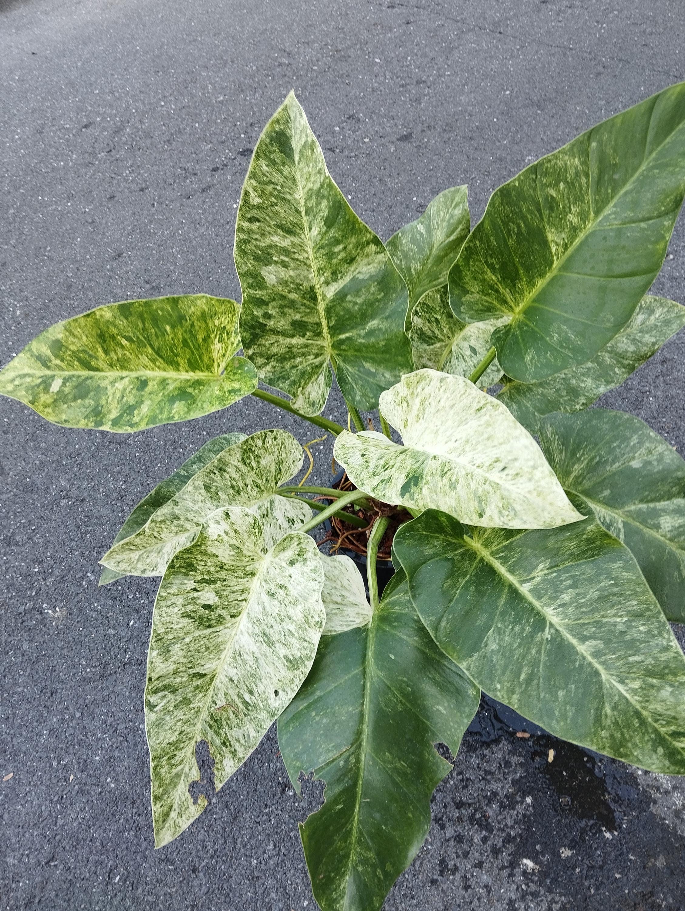 philodendron strawberry Philodendron 'Strawberry Shake'