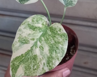 Monstera Lagacy Variegated (sz)