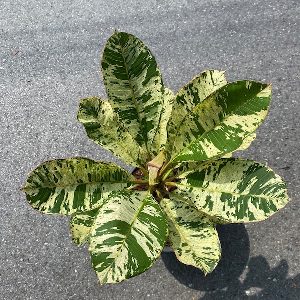 Plumeria Yellow Variegated