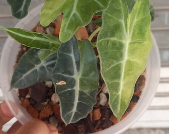 Alocasia Bambino Aurea Variegated