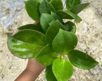 Hoya Pachyclada