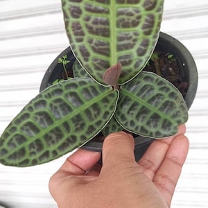 Ardisia sp. Turtle back