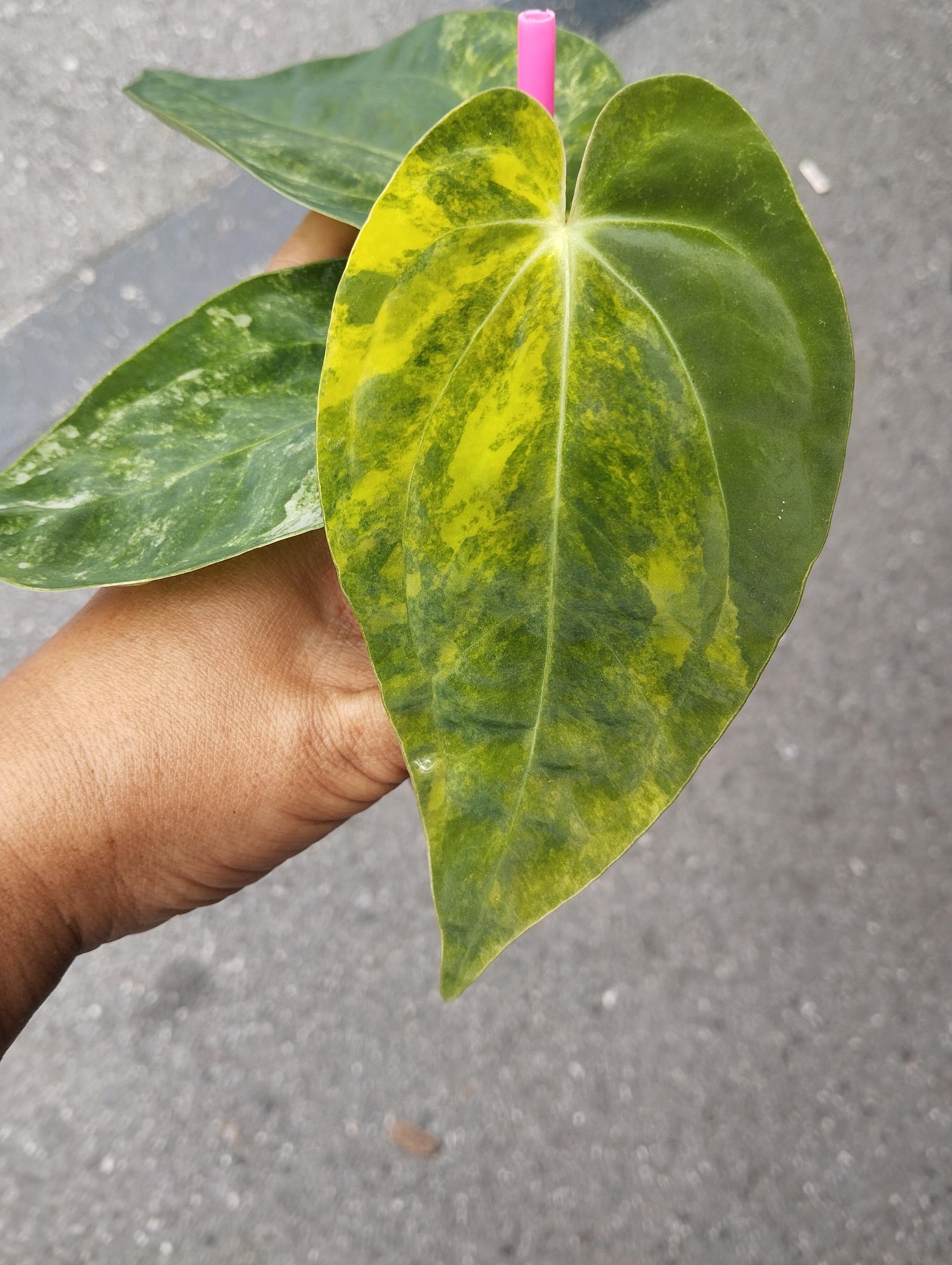 アンスリウム グリーンマンバ × パピリラミナム 斑入り Anthurium アンスリウム・パピリラミナム 斑入り x パピリラミナム