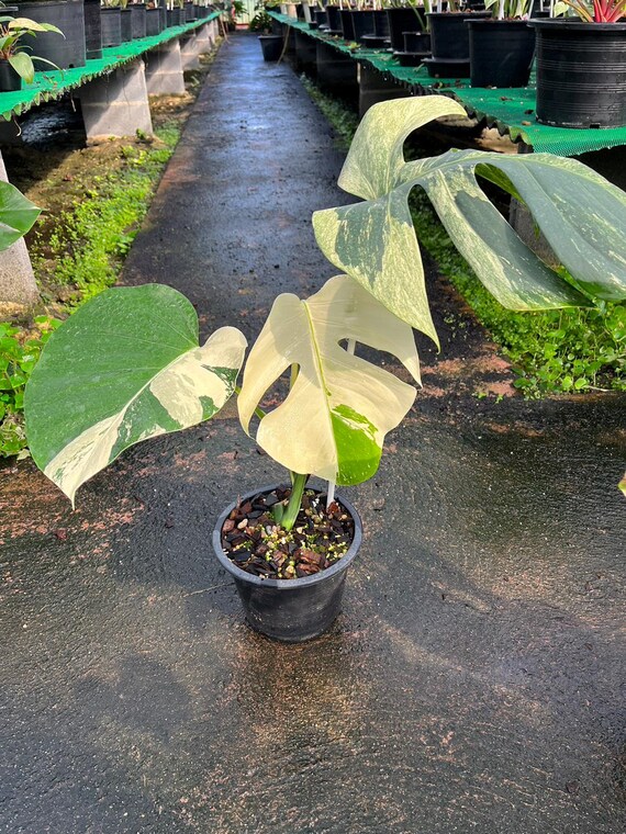 soil mix for monstera Premium Monstera & Philodendron Potting Soil  Soil Ninja