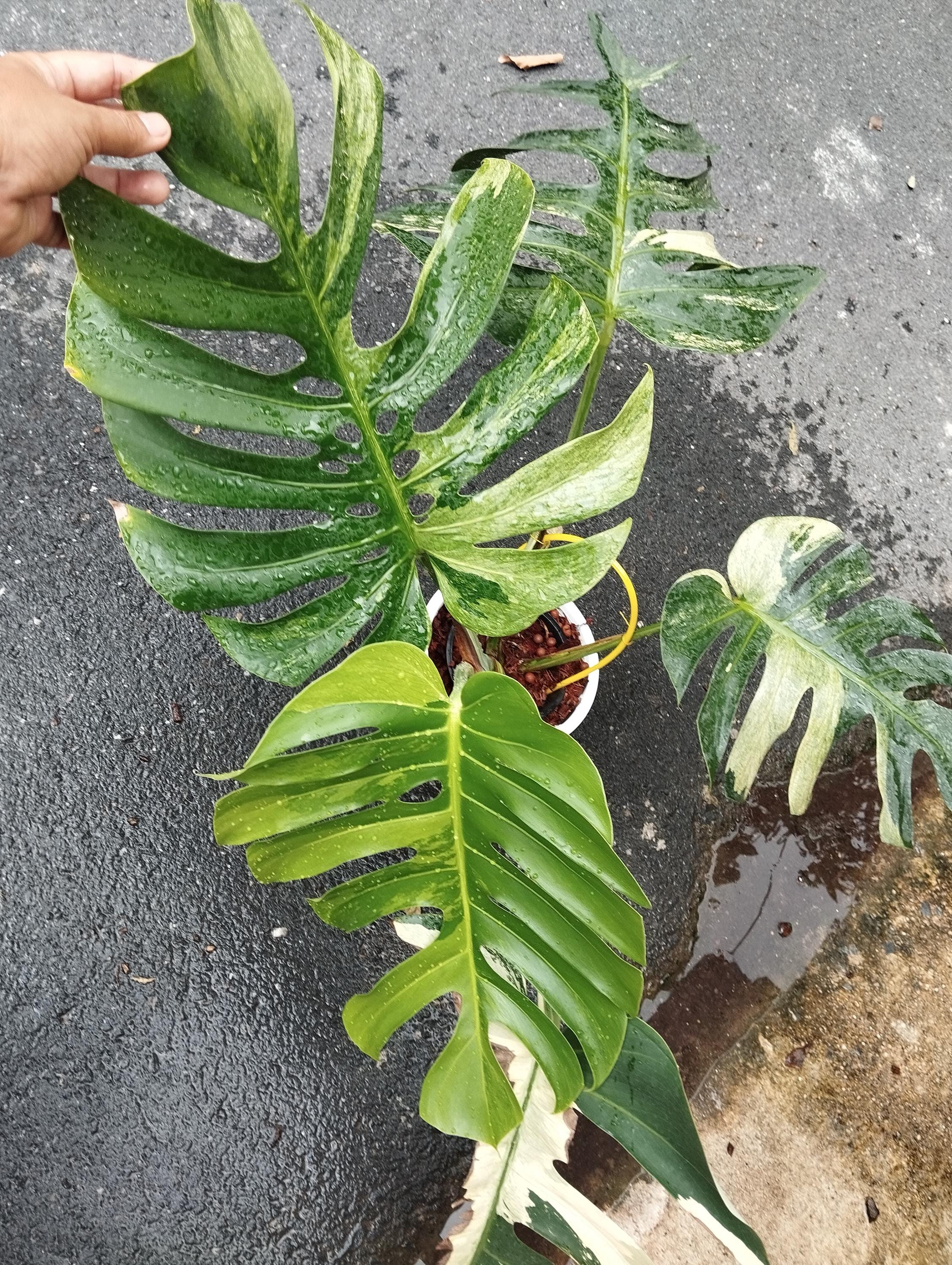 Monstera mint - Etsy 日本 Monstera mint - Etsy 日本