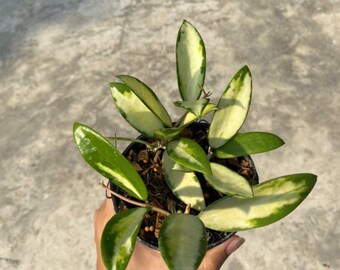 Hoya Acuta Reverse Variegated