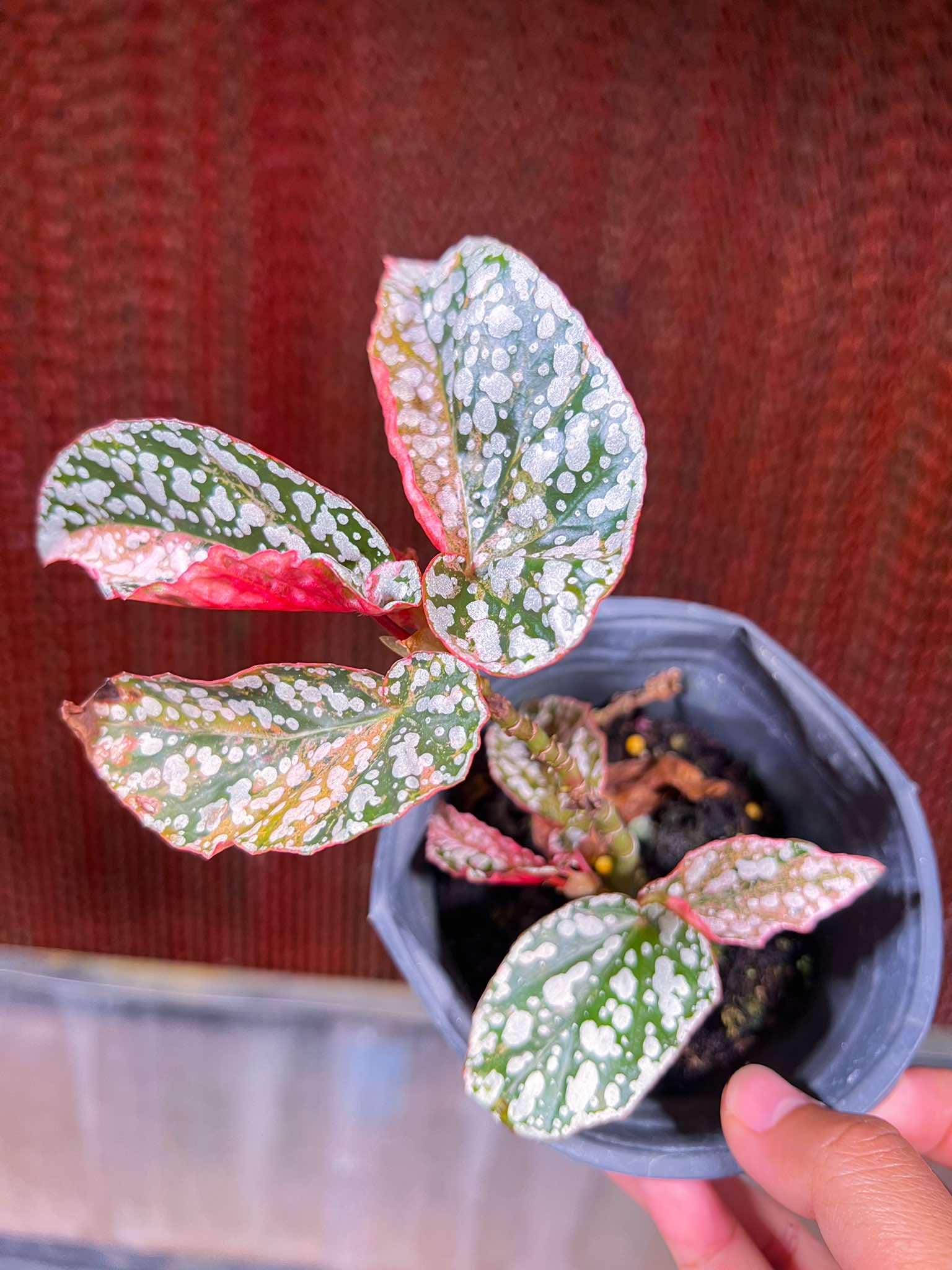 ベゴニア スノーキャップ 斑入り - Nurseryplants による制作 ベゴニア スノーキャップ 斑入り - Nurseryplants による制作
