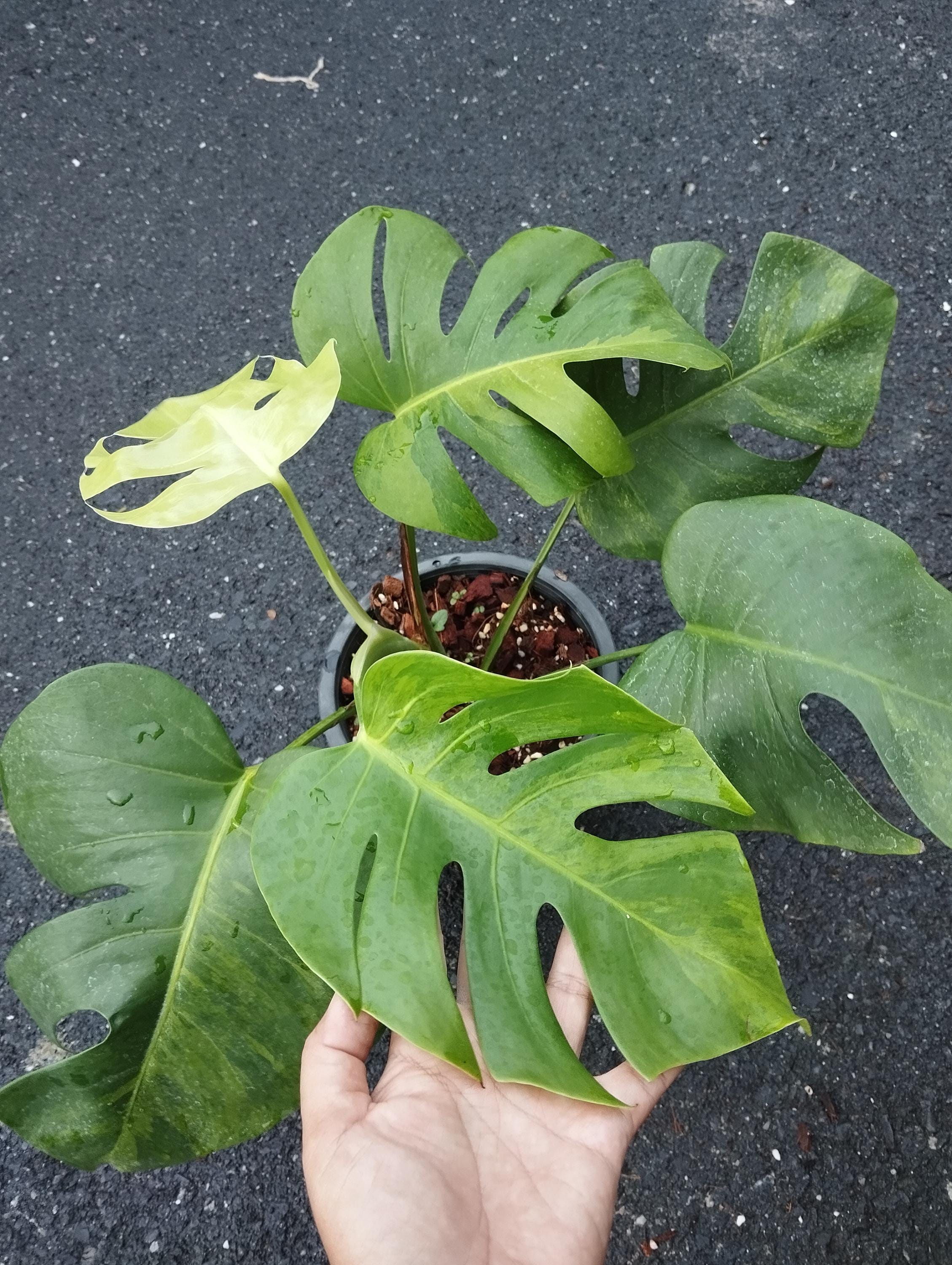 モンステラ グリーンオングリーン 斑入り - Etsy 日本