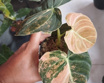 May include: A Philodendron plant in a small pot featuring heart-shaped leaves with variegated patterns. The foliage displays a mix of deep forest green, cream, and soft pink hues, with prominent veins and a smooth, slightly glossy texture throughout.