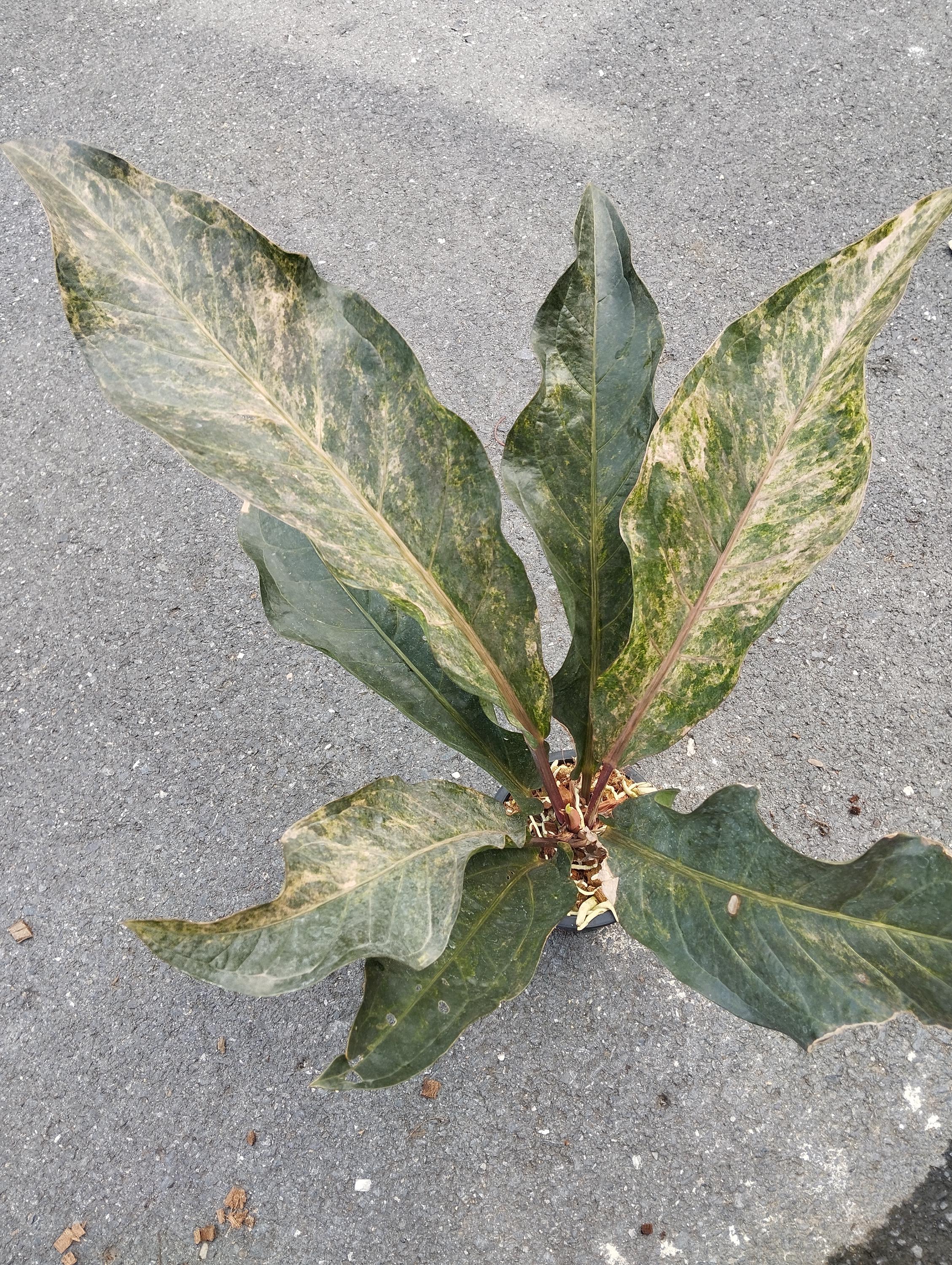 アンスリウム ルネッサンス ピンク 斑入り - Etsy 日本