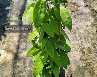 Hoya Koh Chang