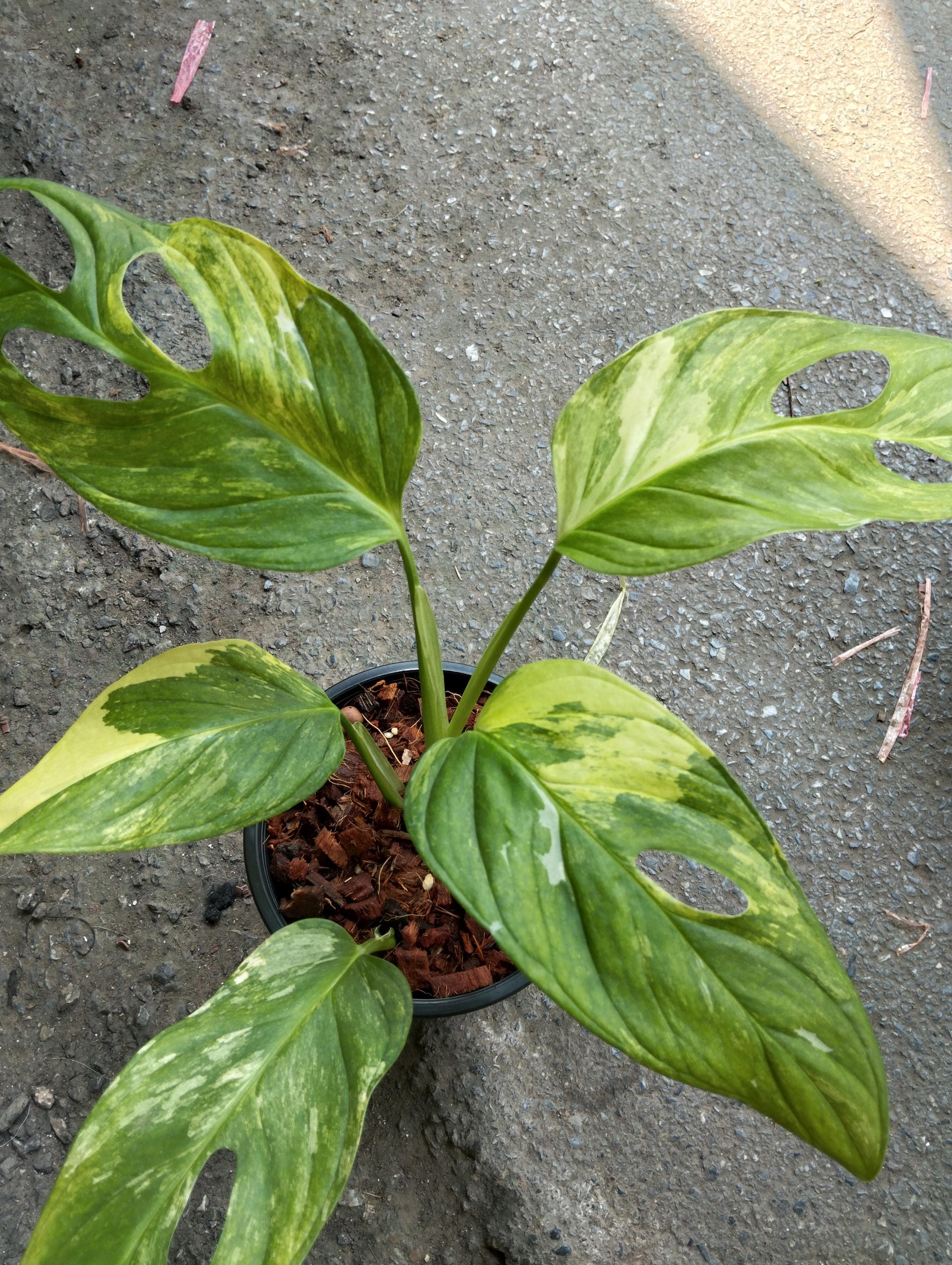 【希少植物】 モンステラ オブリクア ムユナ トワ Yahoo!オークション - 激レア Monstera obliqua muyuna