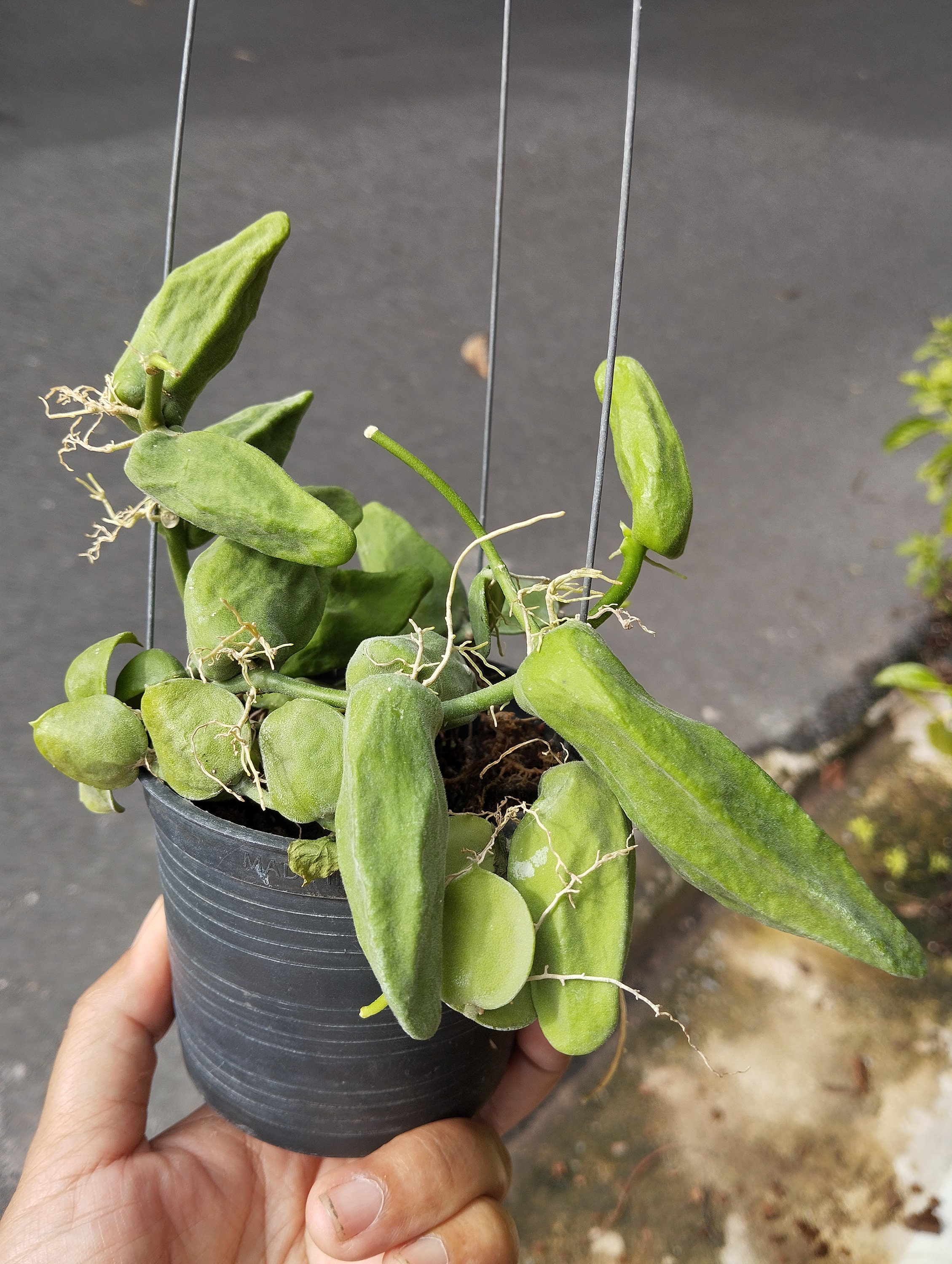 ディスキディア・メジャー - Etsy 日本