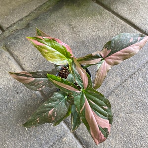 Syngonium Pink Splash