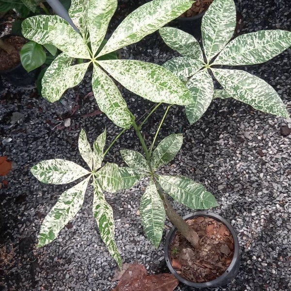 Pachira Aquatica/Money tree Variegated