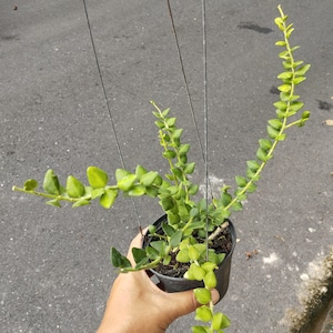Hoya chinghungensis - Etsy 日本