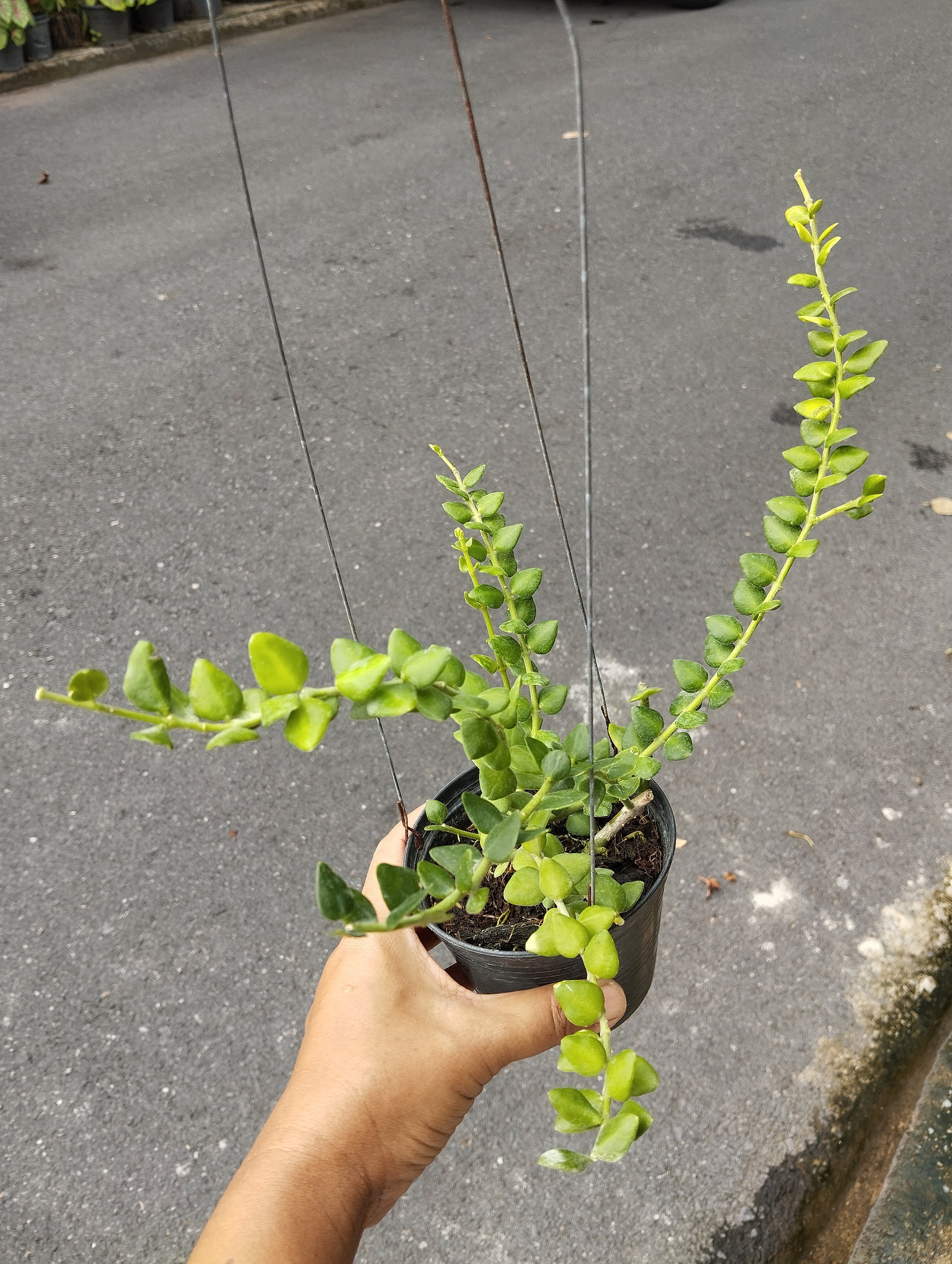 Hoya chinghungensis - Etsy 日本