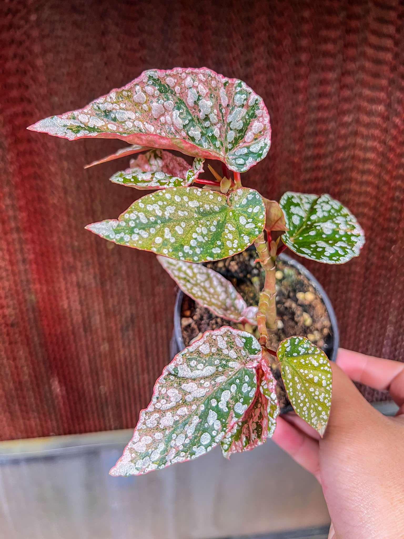 ベゴニア スノーキャップ 斑入り - Nurseryplants による制作 ベゴニア スノーキャップ 斑入り - Nurseryplants による制作