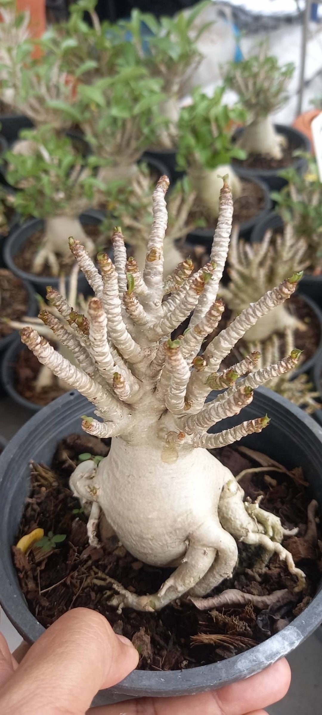 Adenium Thai Socotanum - Etsy