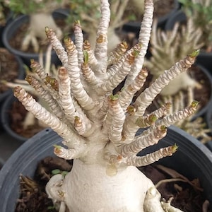 Adenium Thai Socotanum