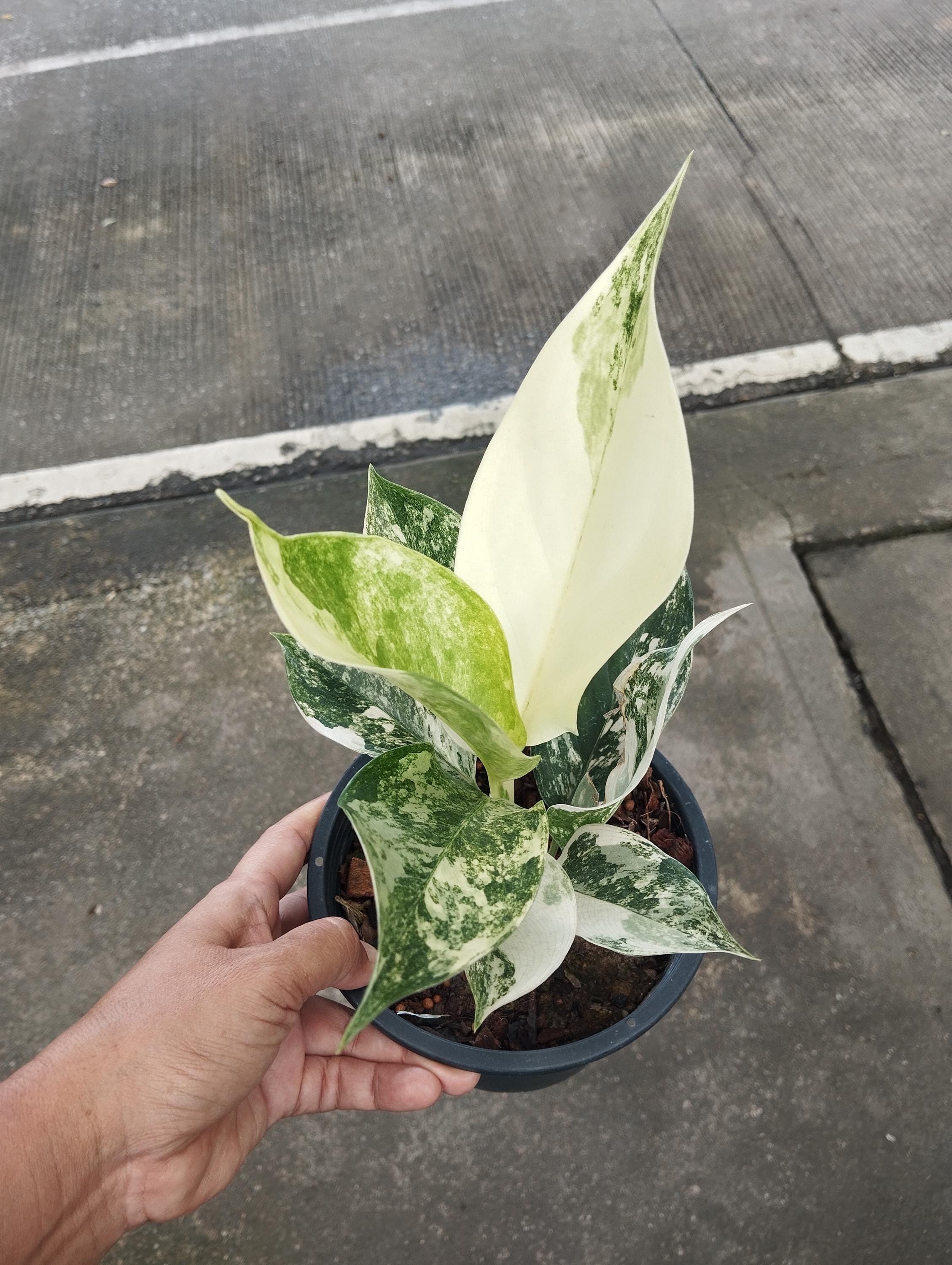 Aglaonema Siam Jade Variegated/yok Siam - Etsy Canada