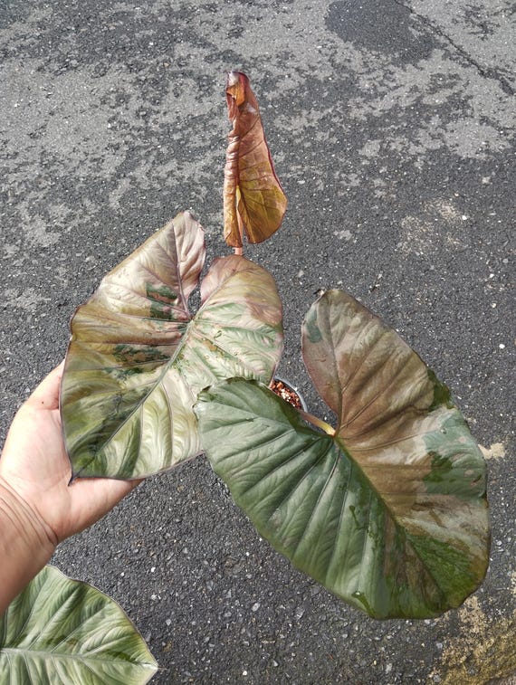 Alocasia Serendipity Variegated - Etsy