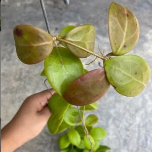 Op de afbeelding: Een close-up van een kamerplant met groene en bruine bladeren. De bladeren zijn hartvormig en hebben een glanzende afwerking. De plant groeit op een draadrek.