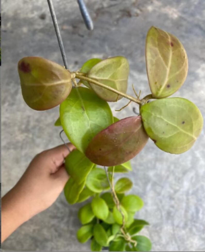 Op de afbeelding: Een close-up van een kamerplant met groene en bruine bladeren. De bladeren zijn hartvormig en hebben een glanzende afwerking. De plant groeit op een draadrek.
