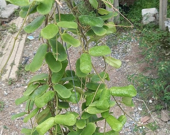 Hoya Rotundifloria