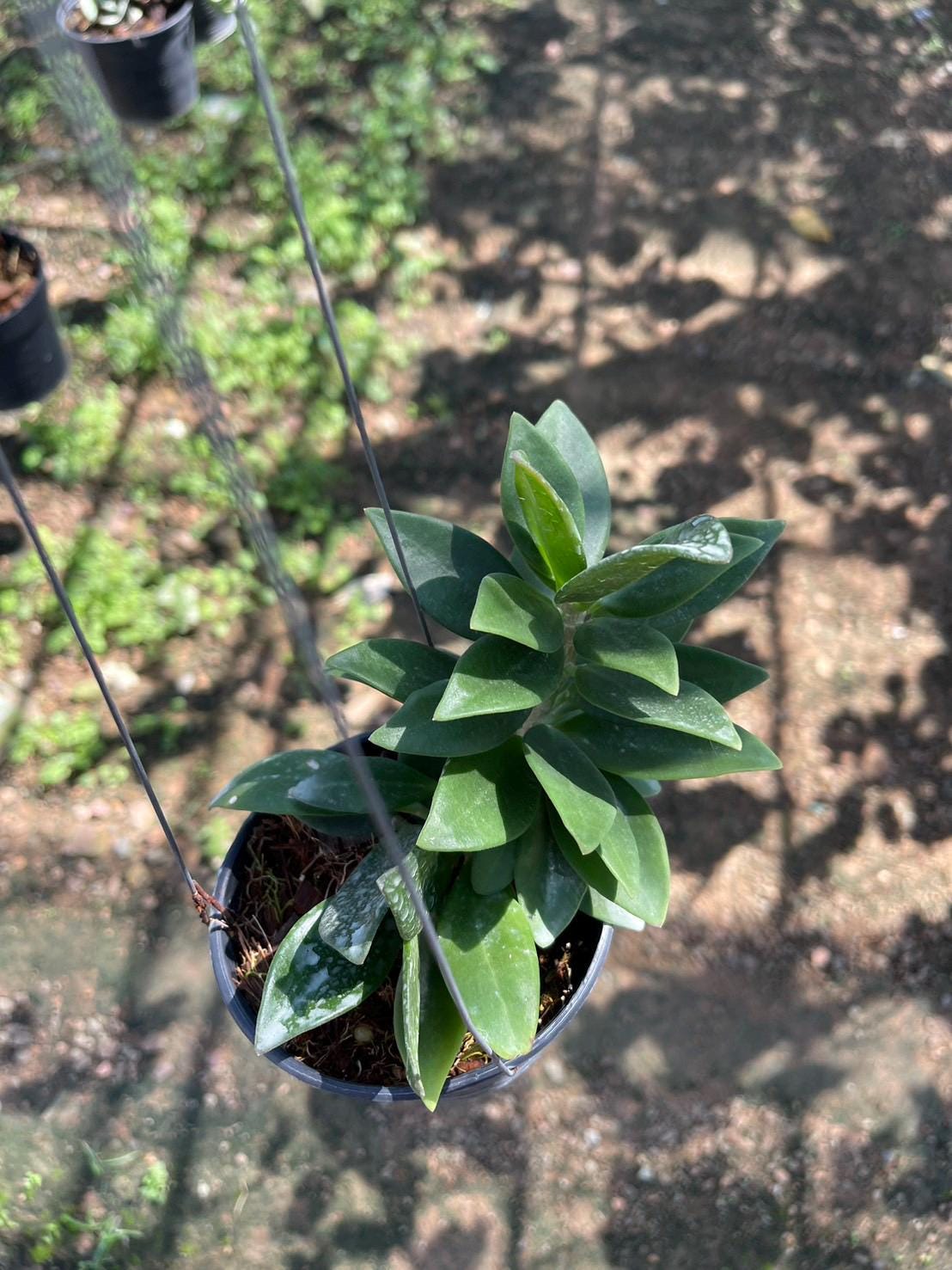 Hoya Pachyclada Snow Lotus - Etsy